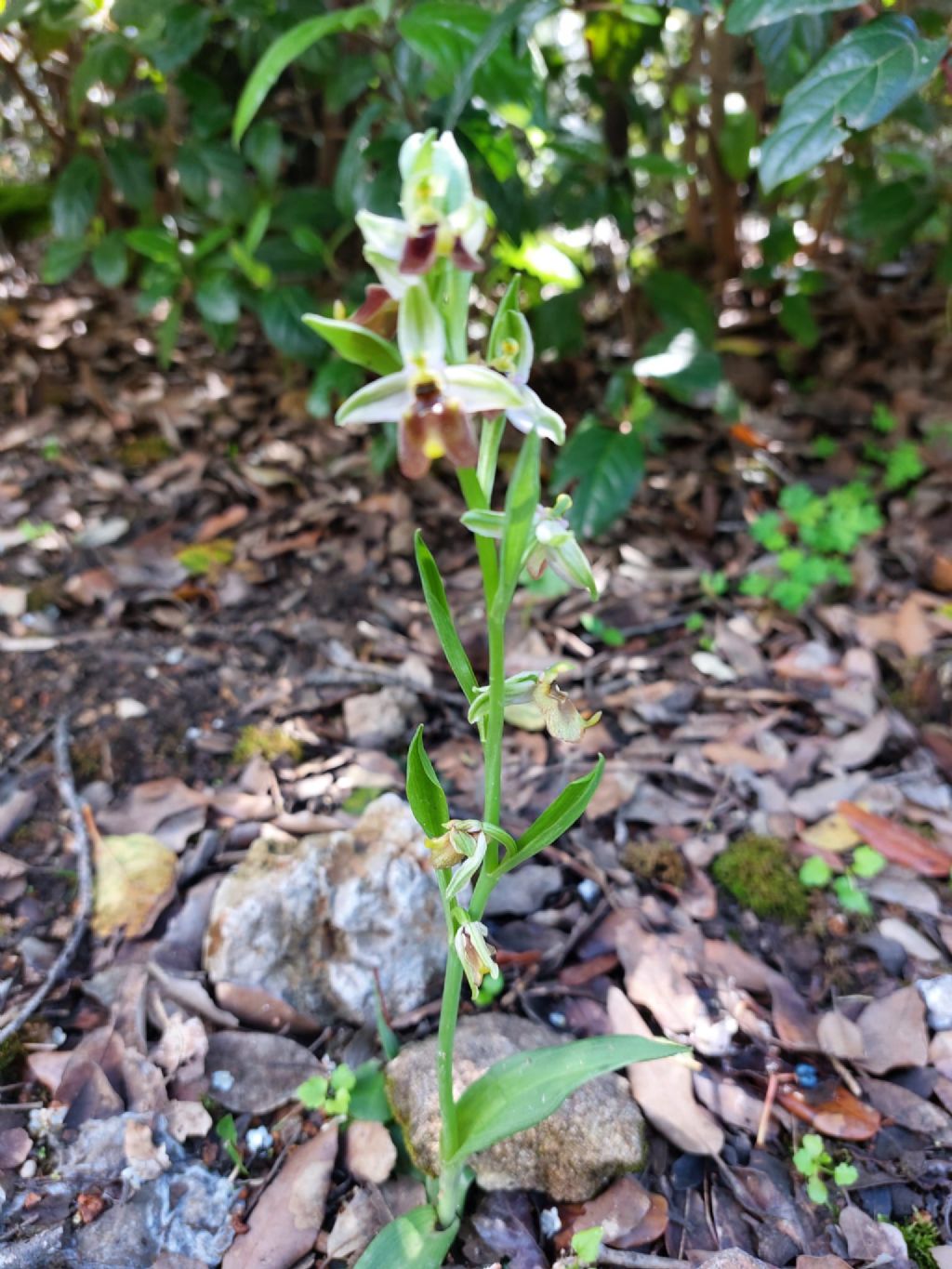 Ophrys del Parco della Favorita da determinare